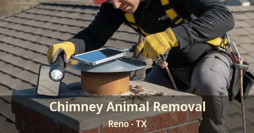 Chimney Animal Removal Reno - TX